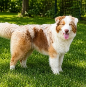 Infiniti, merle Australian Shepherd for sale