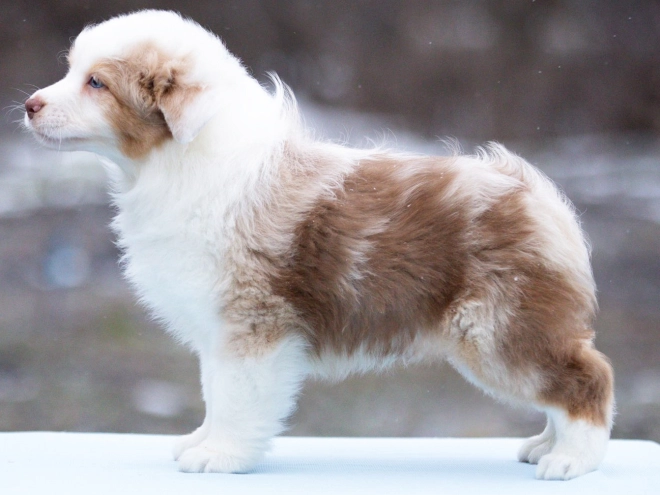 Australian Shepherd puppy for sale