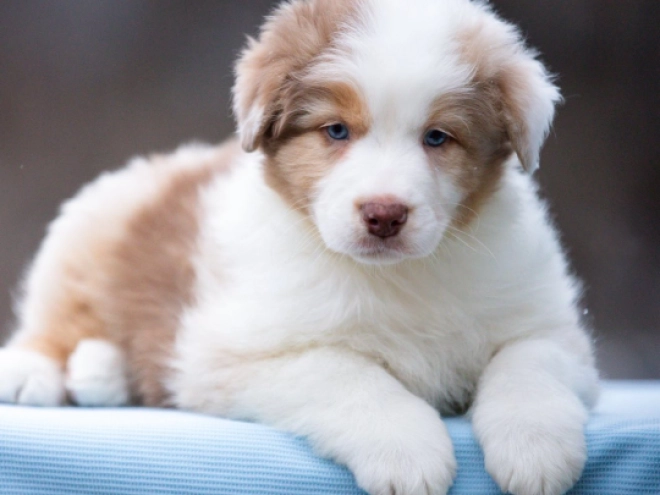 Australian Shepherd puppy for sale