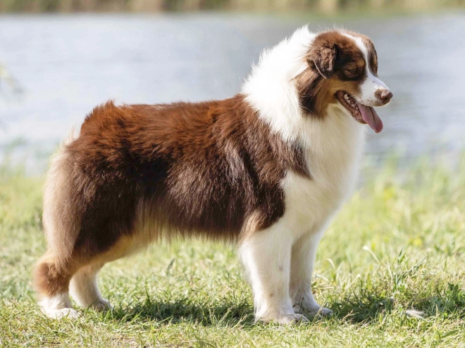 Australian Shepherd puppy for sale