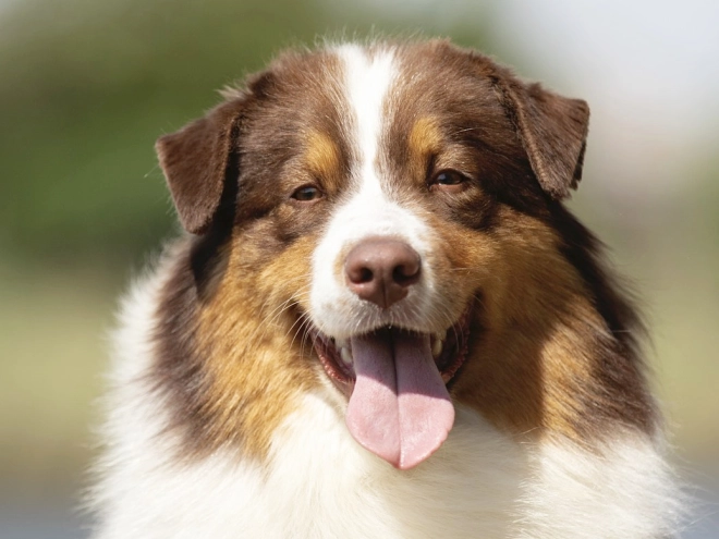 Australian Shepherd puppy for sale