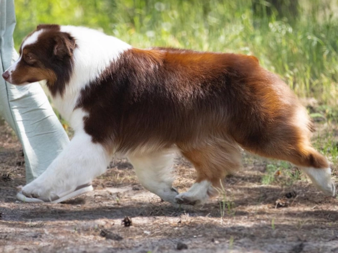 Australian Shepherd puppy for sale