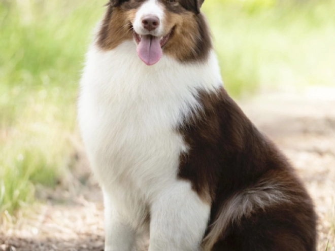 Australian Shepherd puppy for sale
