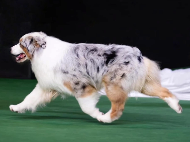 Australian Shepherd puppy for sale