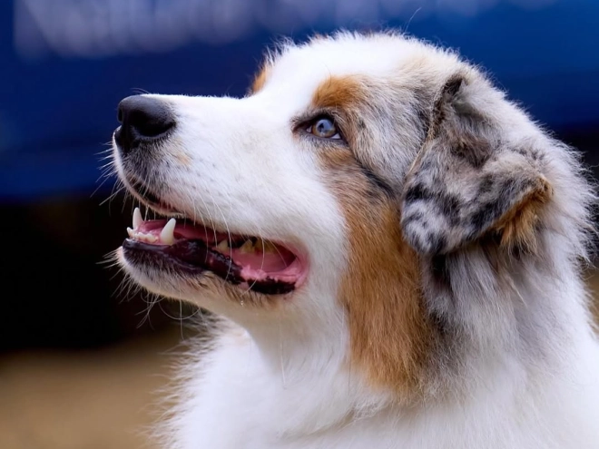 Australian Shepherd puppy for sale