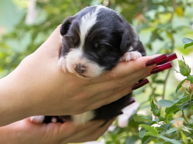 Australian Shepherd puppy for sale