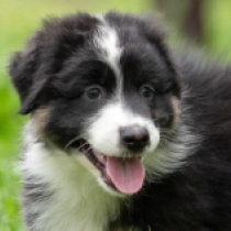 Achieva, tricolor Australian Shepherd Welpen kaufen
