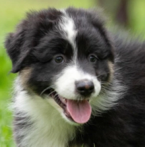 Australian Shepherd puppy for sale