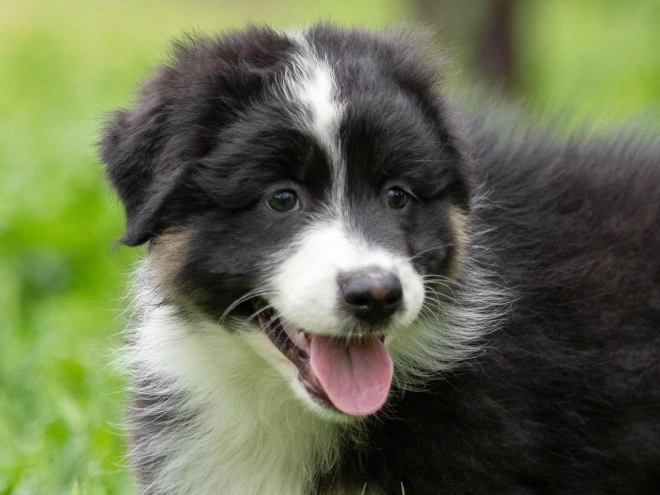 Australian Shepherd puppy for sale