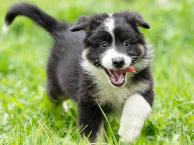 Australian Shepherd puppy for sale