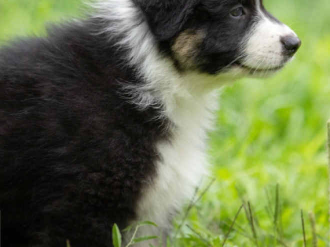 Australian Shepherd puppy for sale