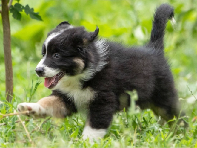 Australian Shepherd puppy for sale