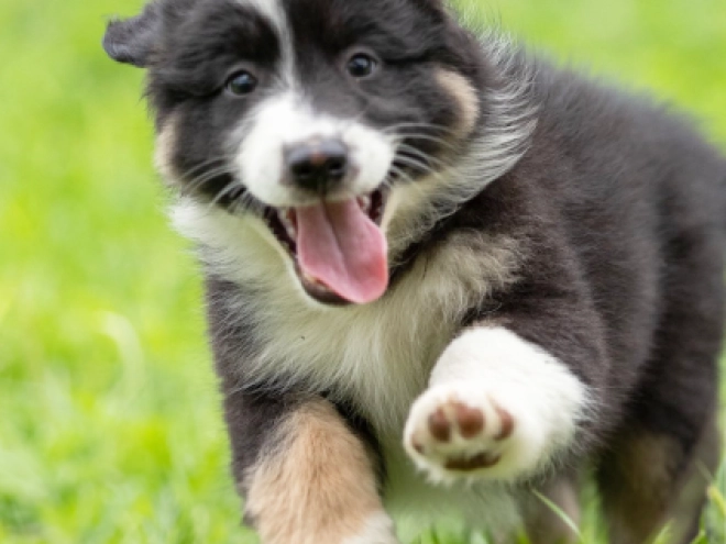 Australian Shepherd puppy for sale