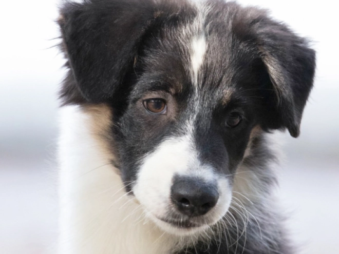 Perros Pastor Australiano en venta