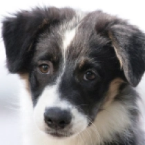 Achieva, tricolor Australian Shepherd for sale