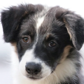 Australian Shepherd puppy for sale