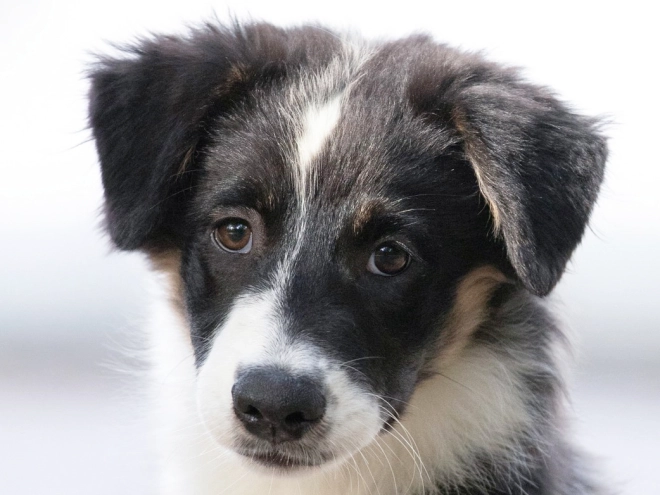 Perros Pastor Australiano en venta