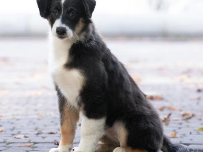 Perros Pastor Australiano en venta
