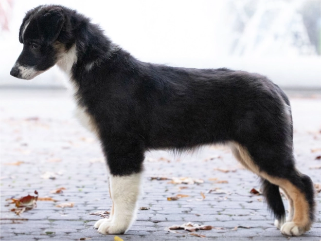 Perros Pastor Australiano en venta