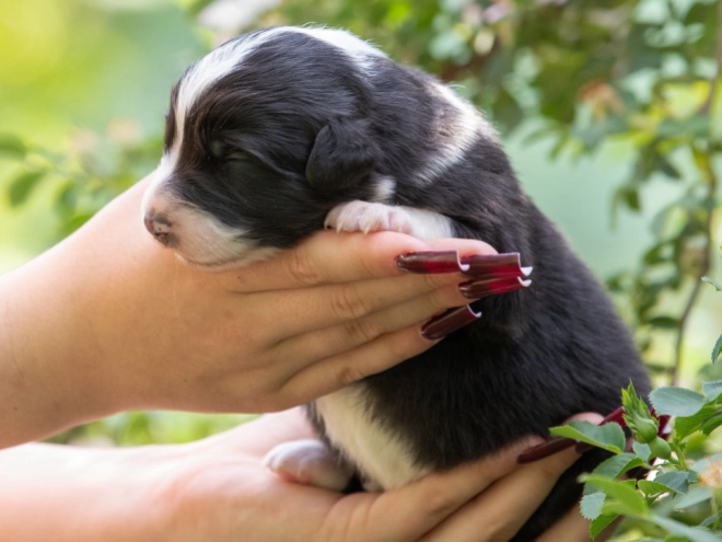 Australian Shepherd puppy for sale