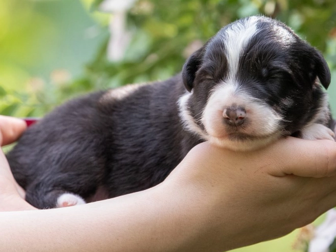 Australian Shepherd puppy for sale