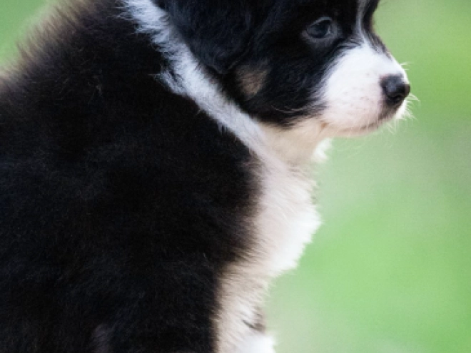 Australian Shepherd puppy for sale