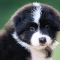 Achieva, tricolor Australian Shepherd for sale