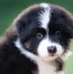 Australian Shepherd puppy for sale