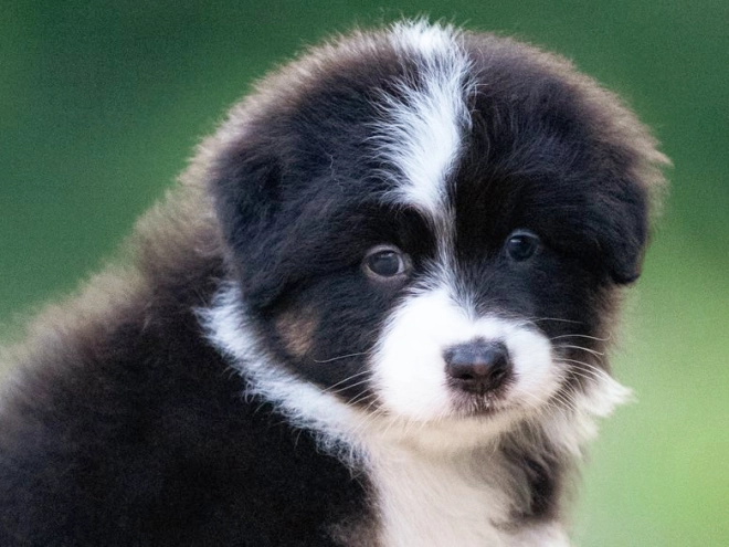 Australian Shepherd puppy for sale