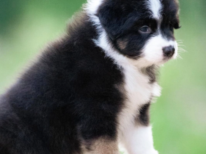 Australian Shepherd puppy for sale