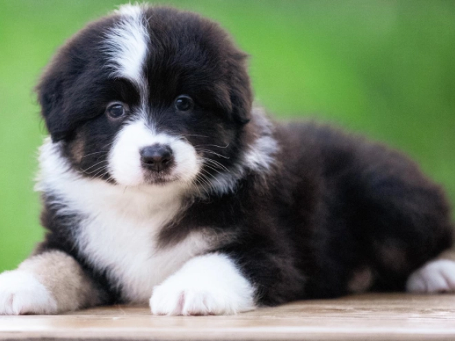 Australian Shepherd puppy for sale