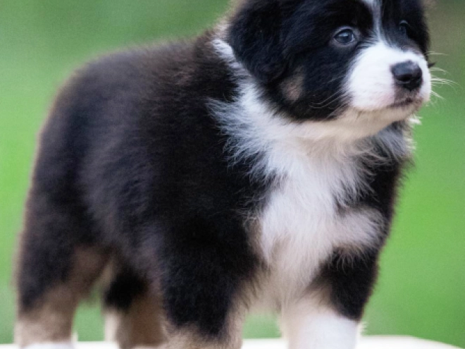 Australian Shepherd puppy for sale