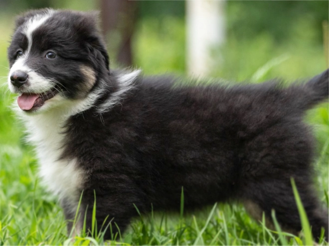Australian Shepherd puppy for sale