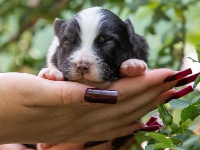 Australian Shepherd puppy for sale
