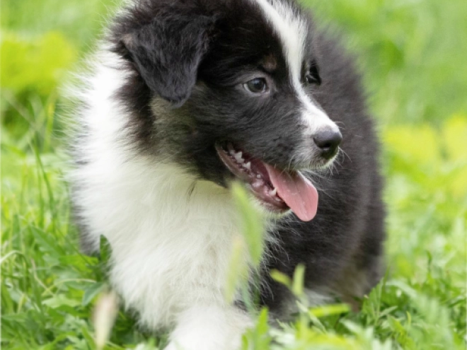 Perros Pastor Australiano en venta