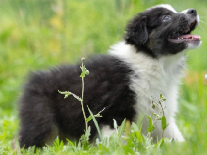 Perros Pastor Australiano en venta
