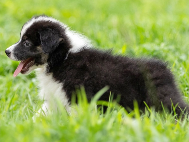 Perros Pastor Australiano en venta