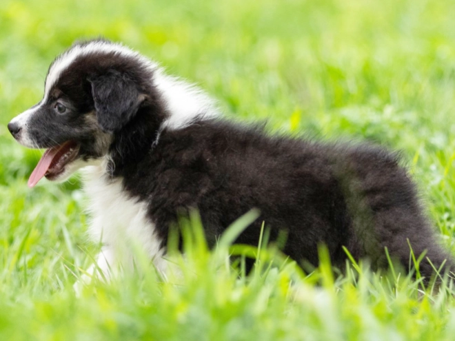 Perros Pastor Australiano en venta