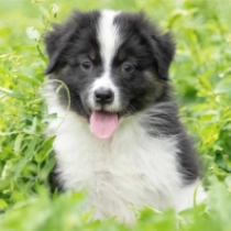 Bonneville, tricolor Australian Shepherd Welpen kaufen