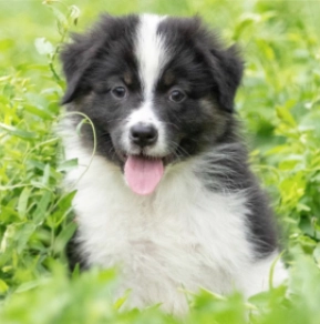 Australian Shepherd puppy for sale