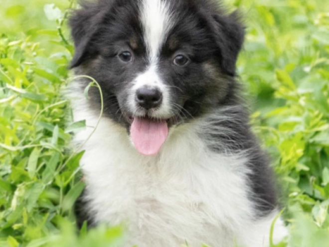Perros Pastor Australiano en venta