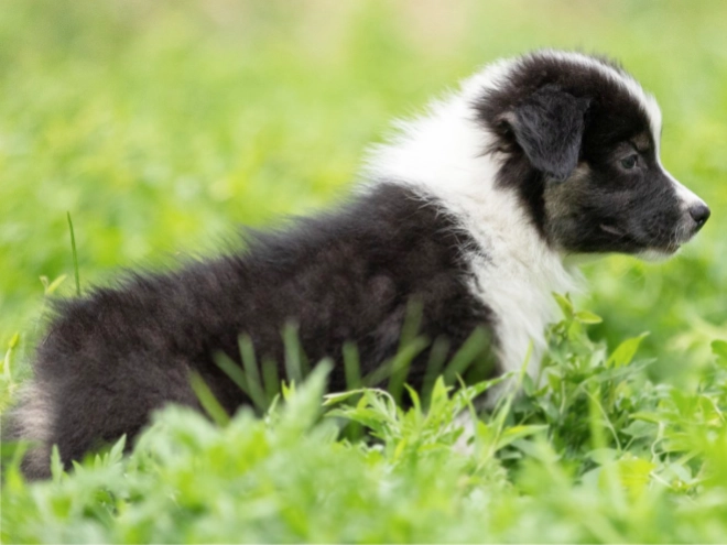 Perros Pastor Australiano en venta