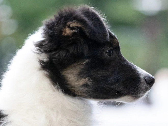 Australian Shepherd puppy for sale