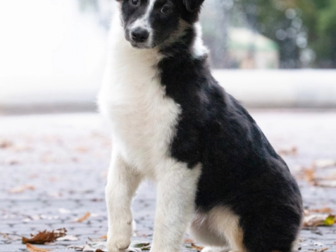 Australian Shepherd puppy for sale