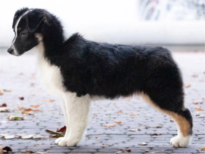 Australian Shepherd puppy for sale