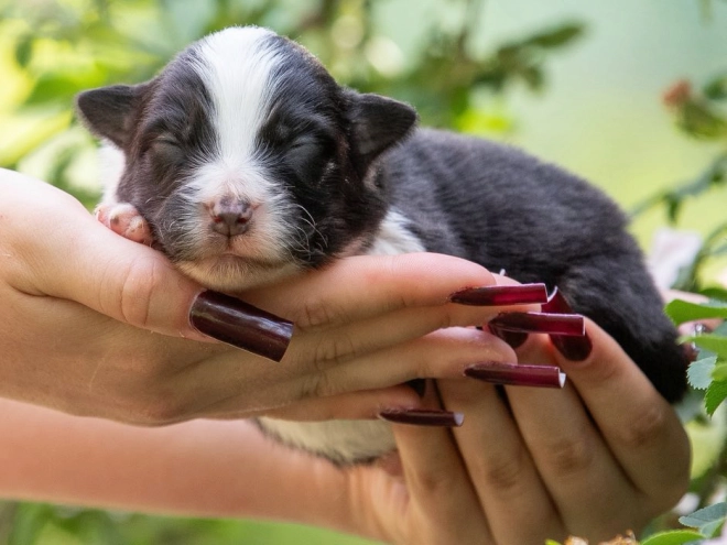 Australian Shepherd puppy for sale