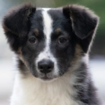 Bonneville, tricolor Australian Shepherd for sale