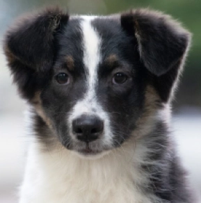 Australian Shepherd puppy for sale