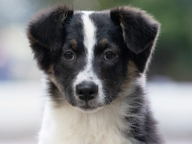 Australian Shepherd puppy for sale