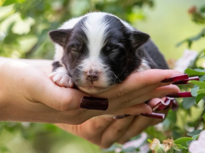 Australian Shepherd puppy for sale